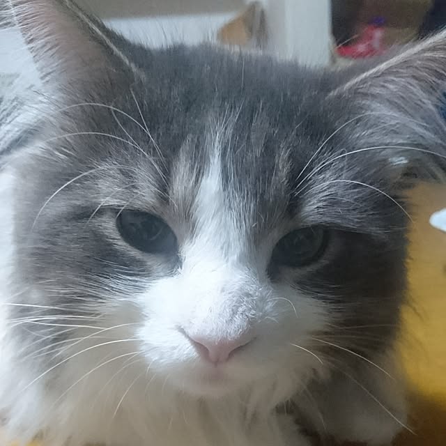 shinobuさんの実例写真