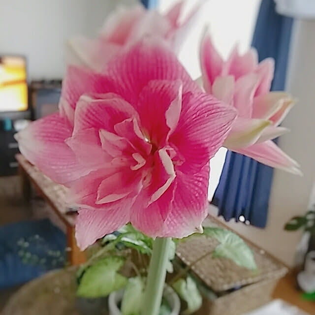 m_n_mさんの実例写真