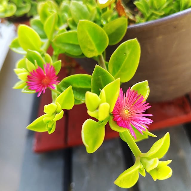 多肉植物 ベビーサンローズのおしゃれなアレンジ・飾り方の 多肉植物 ベビーサンローズのおしゃれなアレンジ・飾り方の
