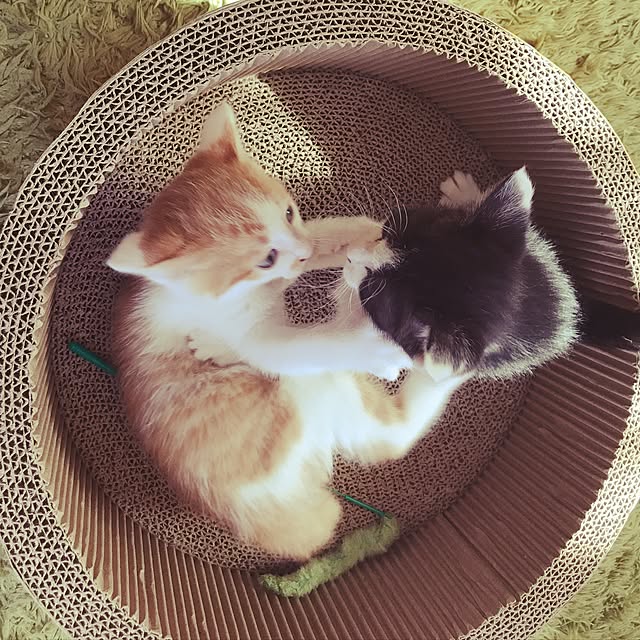 noraさんの実例写真