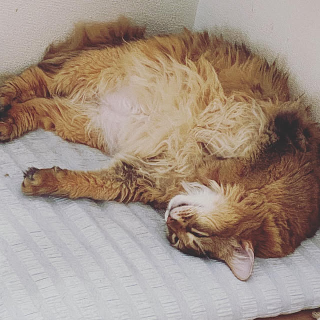 meさんの実例写真