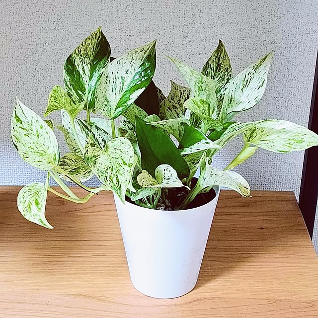 hanachanさんの部屋