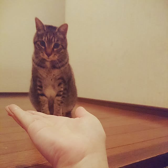 CHIBIさんの実例写真