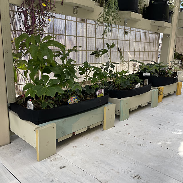 休日の過ごし方/SPF材/観葉植物のある暮らし/プラントスタンド/おうちアウトドア...などのインテリア実例 - 2022-11-15 12:43:55