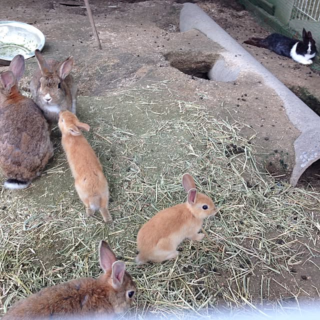 kimikoさんの実例写真