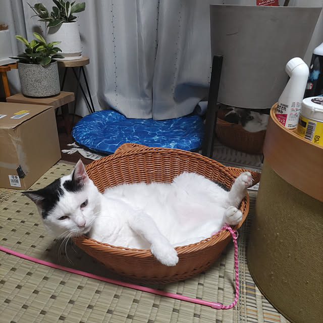 yuuさんの実例写真
