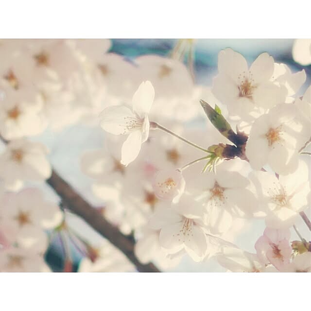 aiko.kinokoさんの実例写真
