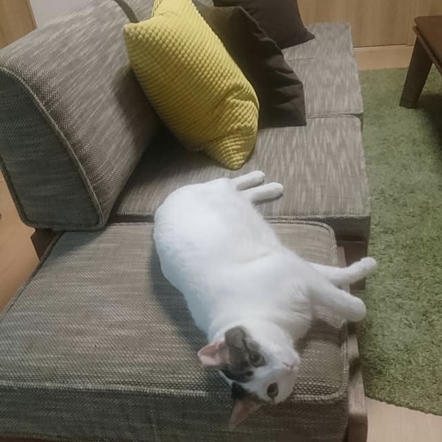 comachi164さんの実例写真