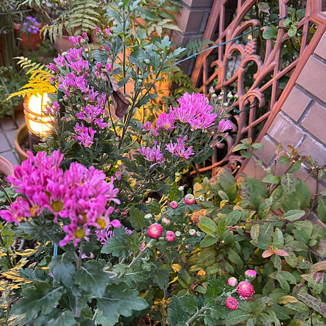 mamizaさんの部屋