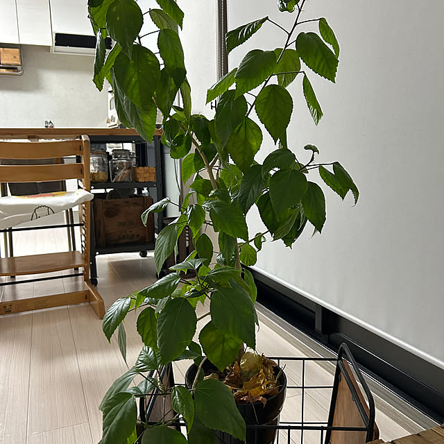 sawaさんの実例写真