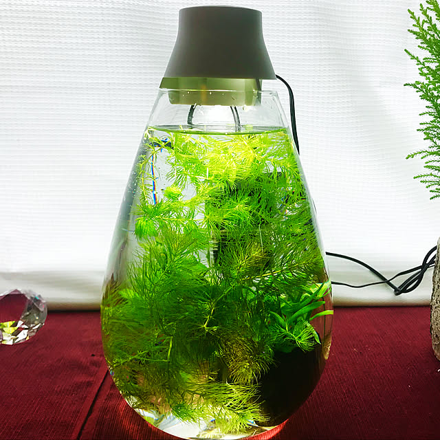 観葉植物/部屋全体のインテリア実例 - 2020-04-12 09:06:21