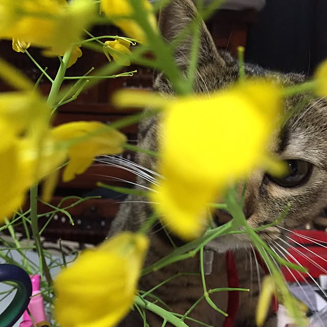 catwomanさんの実例写真