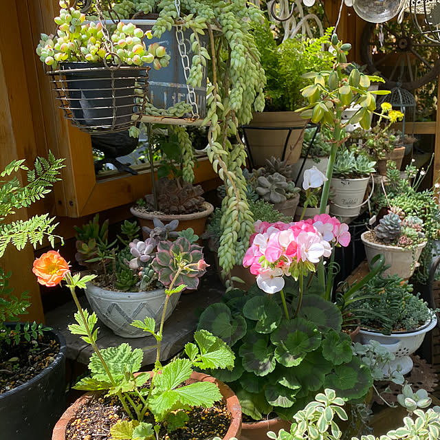 mintteaさんの部屋