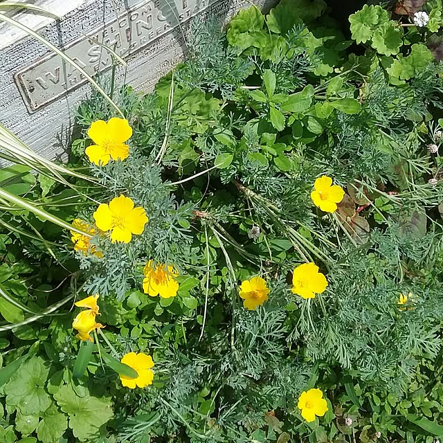 yukkoさんの実例写真