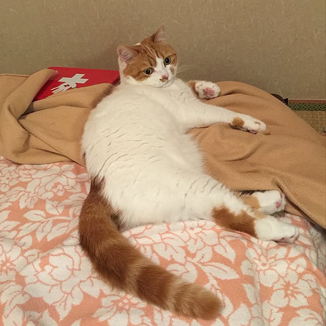chi_kaさんの実例写真
