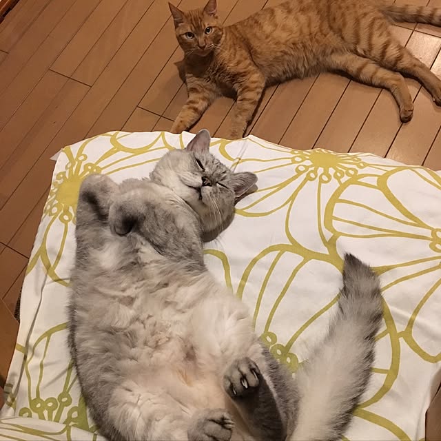 kou-kitiさんの実例写真