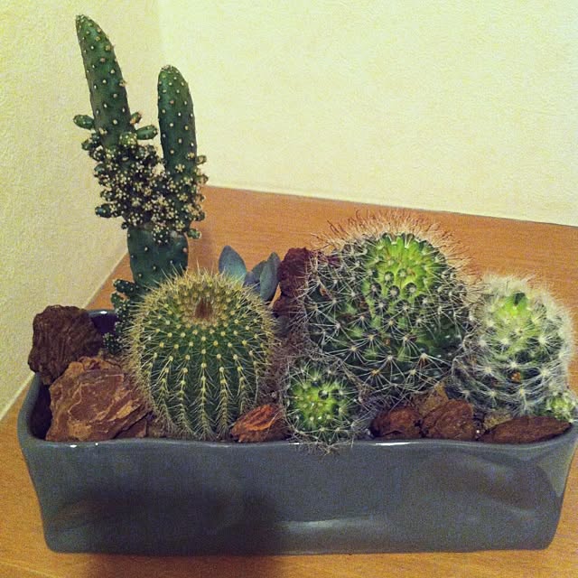 バス/トイレ/植物のインテリア実例 - 2013-05-30 09:07:12