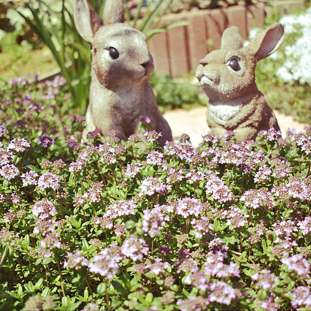Ringo8chさんの実例写真