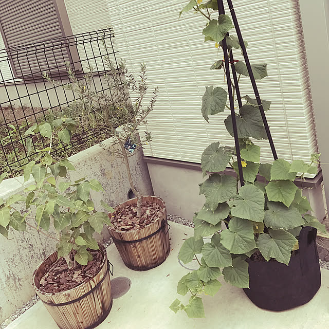 Sachiさんの実例写真