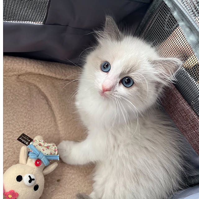 marikoさんの実例写真