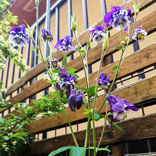 mofukoさんの部屋