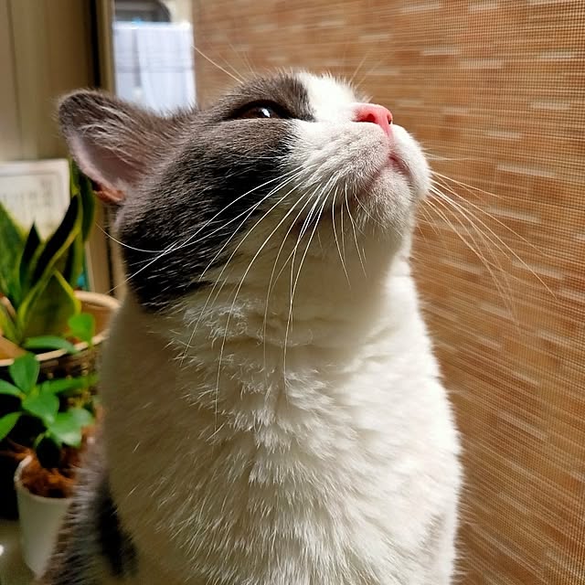 猫/部屋全体のインテリア実例 - 2024-09-08 18:43:02