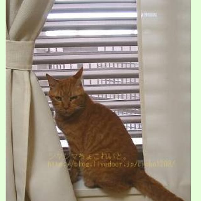 cyokotaroさんの実例写真