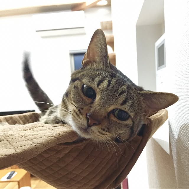 Yoshieさんの実例写真