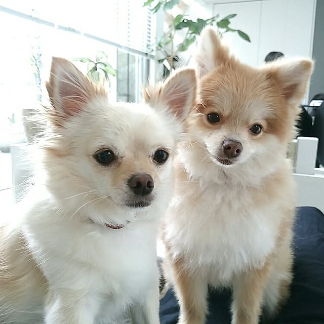 mi-さんの実例写真