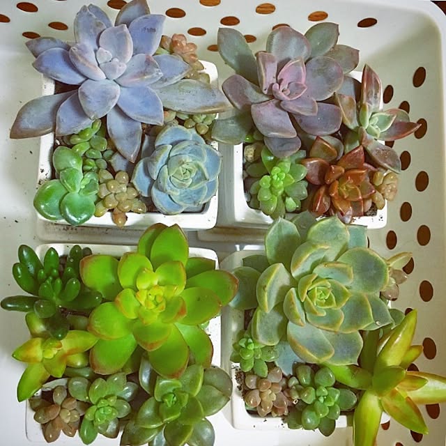 PIONさんの実例写真