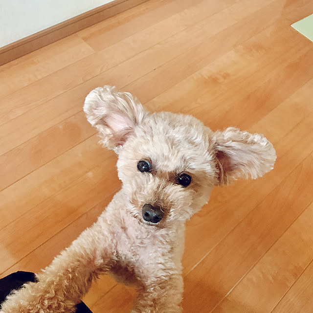 Momoさんの実例写真