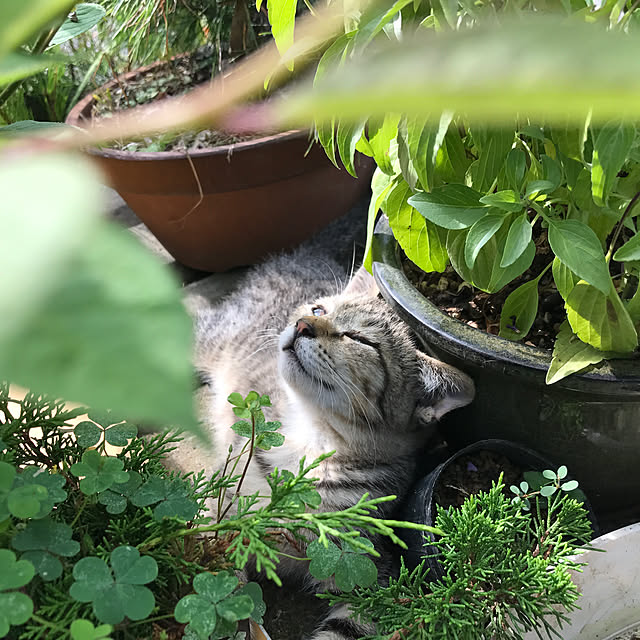 ronさんの実例写真