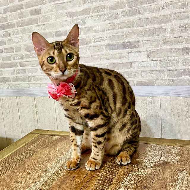 tututu0204さんの実例写真