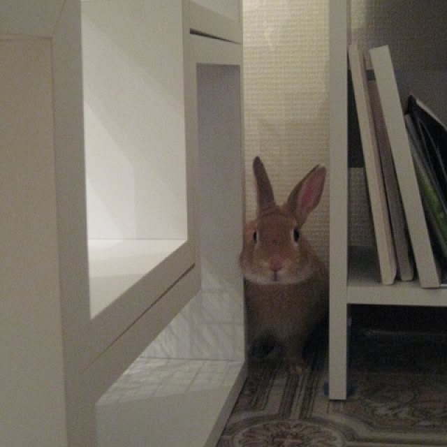 matsudonさんの実例写真