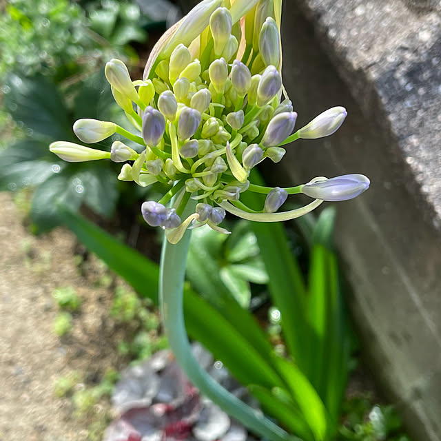 buchiさんの部屋