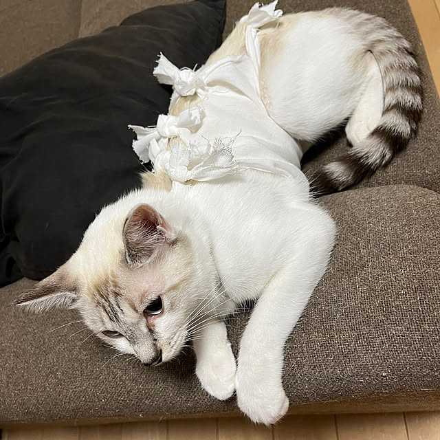 nekoさんの部屋