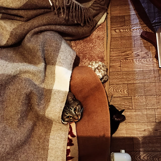 neko-2.2.2runmuさんの実例写真