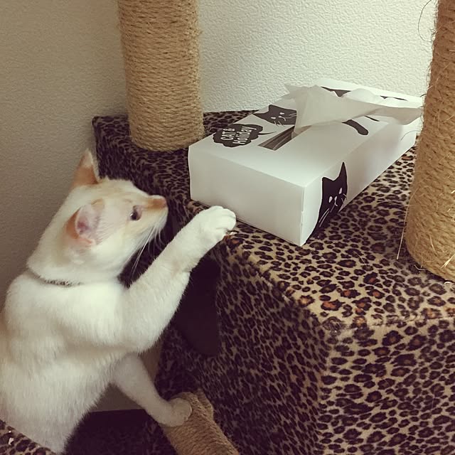 toufuさんの実例写真