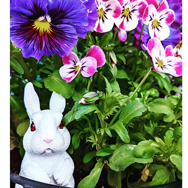 mamimamipockyさんの実例写真