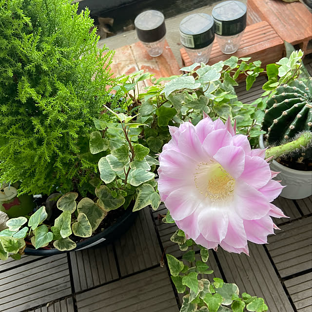 saraminさんの実例写真
