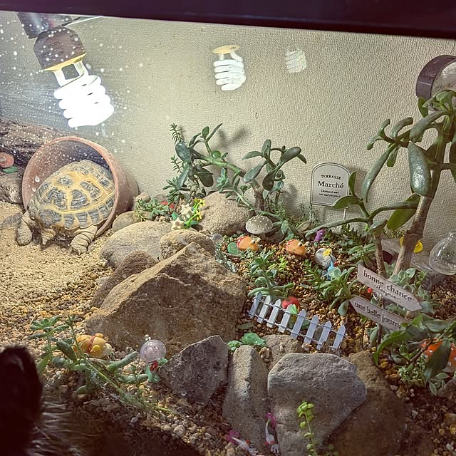 umeboshicyanさんの部屋