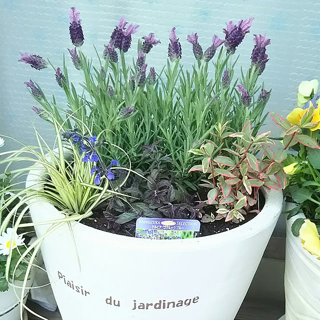 naopyiさんの実例写真