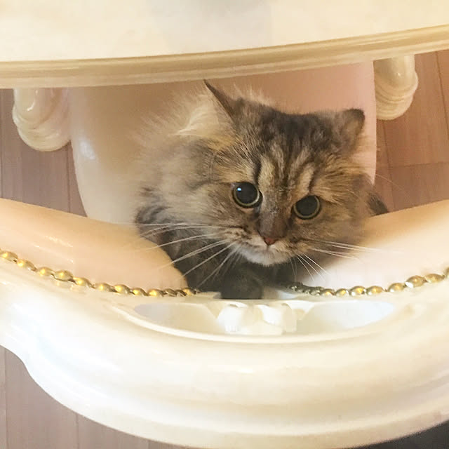 musicsukiさんの実例写真