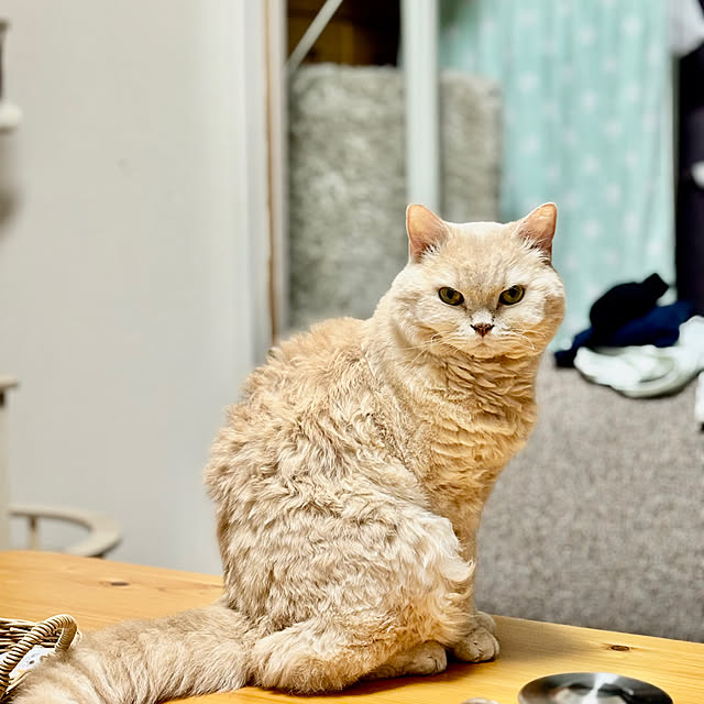 naokoさんの実例写真