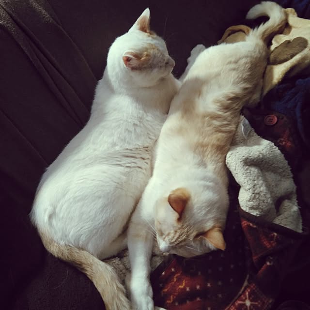 posauruさんの実例写真