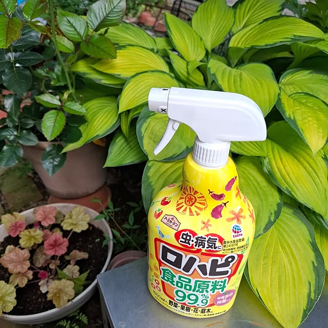 midoriさんの実例写真