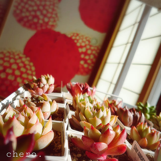 chero.さんの実例写真