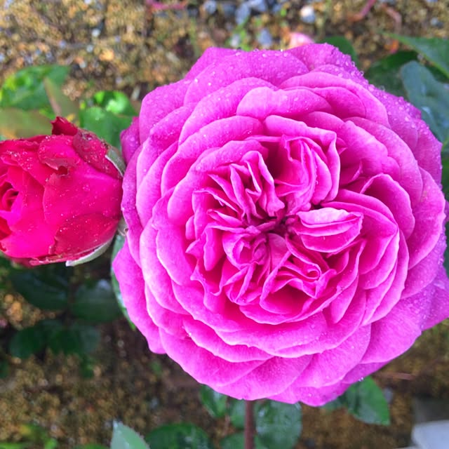 HappyRoseさんの実例写真