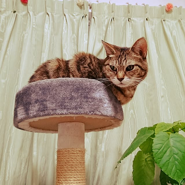 Ayuさんの実例写真