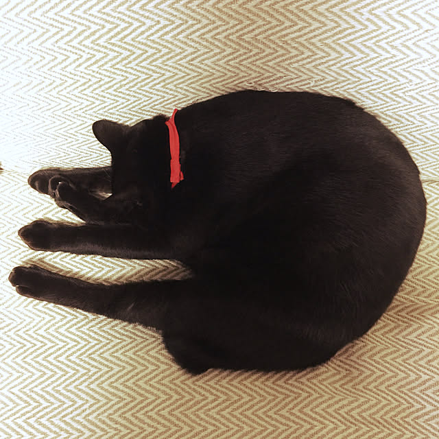 屈伸するねこ/リビングのインテリア実例 - 2019-10-28 22:16:45